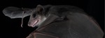 Tongue-driven sonar beam steering by a lingual-echolocating fruit bat